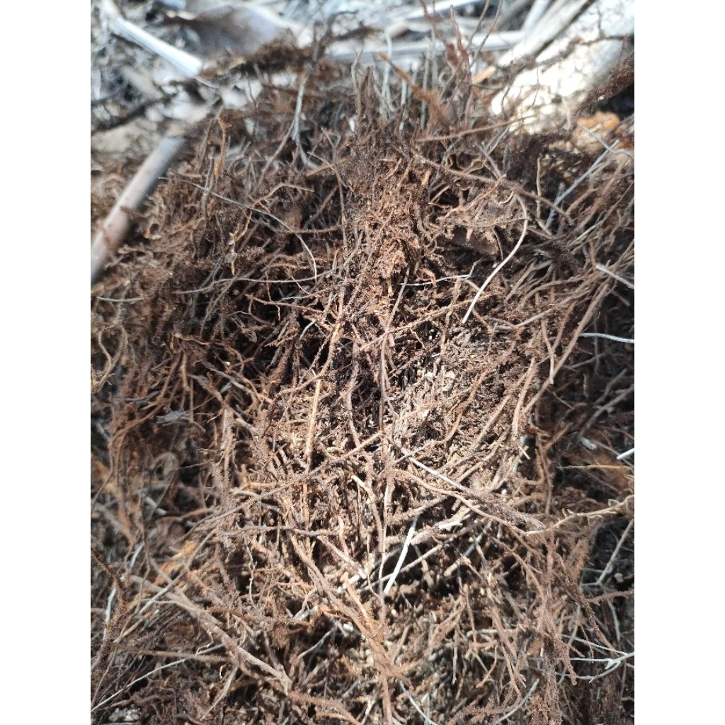 Jual Humus Akar Andam Cacah Berat 1 Kg | Shopee Indonesia