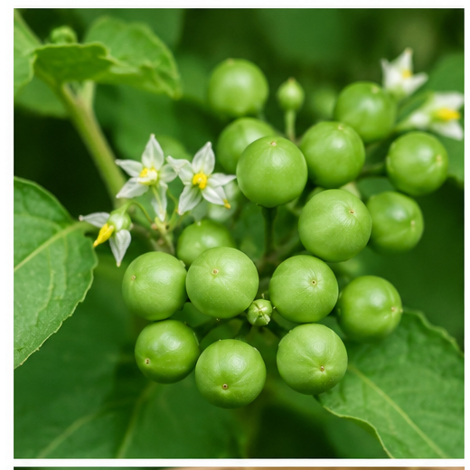 Jual 100 GR/ 250 GR/ 500 GR | BUAH SEGAR TAKOKAK/RIMBANG/CEPOKAK/POKAK ...