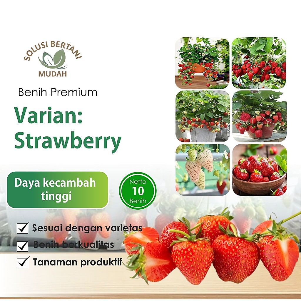 Benih Bibit Buah Strawberry California Cepat Berbuah Unggul