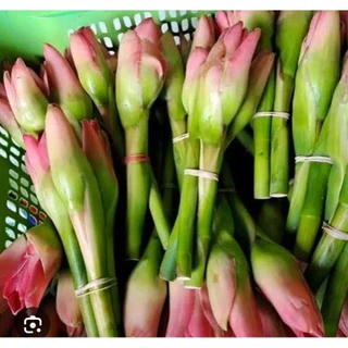 Jual Kecombrang Bunga Terlengkap & Harga Terbaru Maret 2026 | Shopee ...