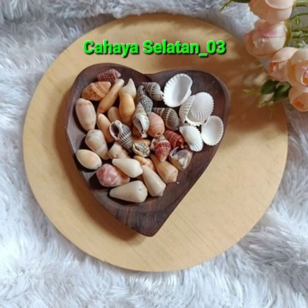 Paket Cangkang Kerang Campur Untuk kerajinan Prakarya Sekolah Isi 150gram Premium