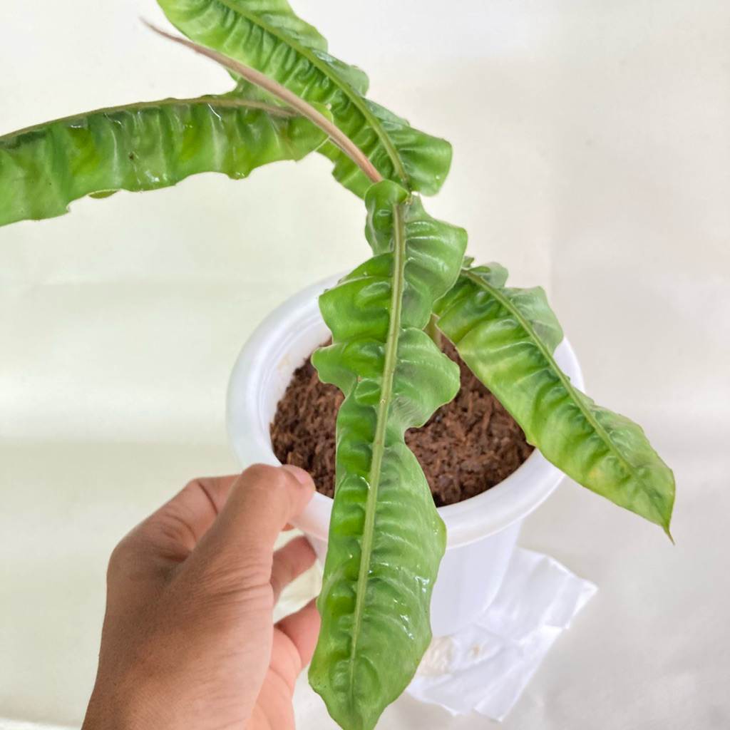 Jual Alpinia Rugosa “ Ginger / Tanaman Hias / Rareplant / Tanaman ...