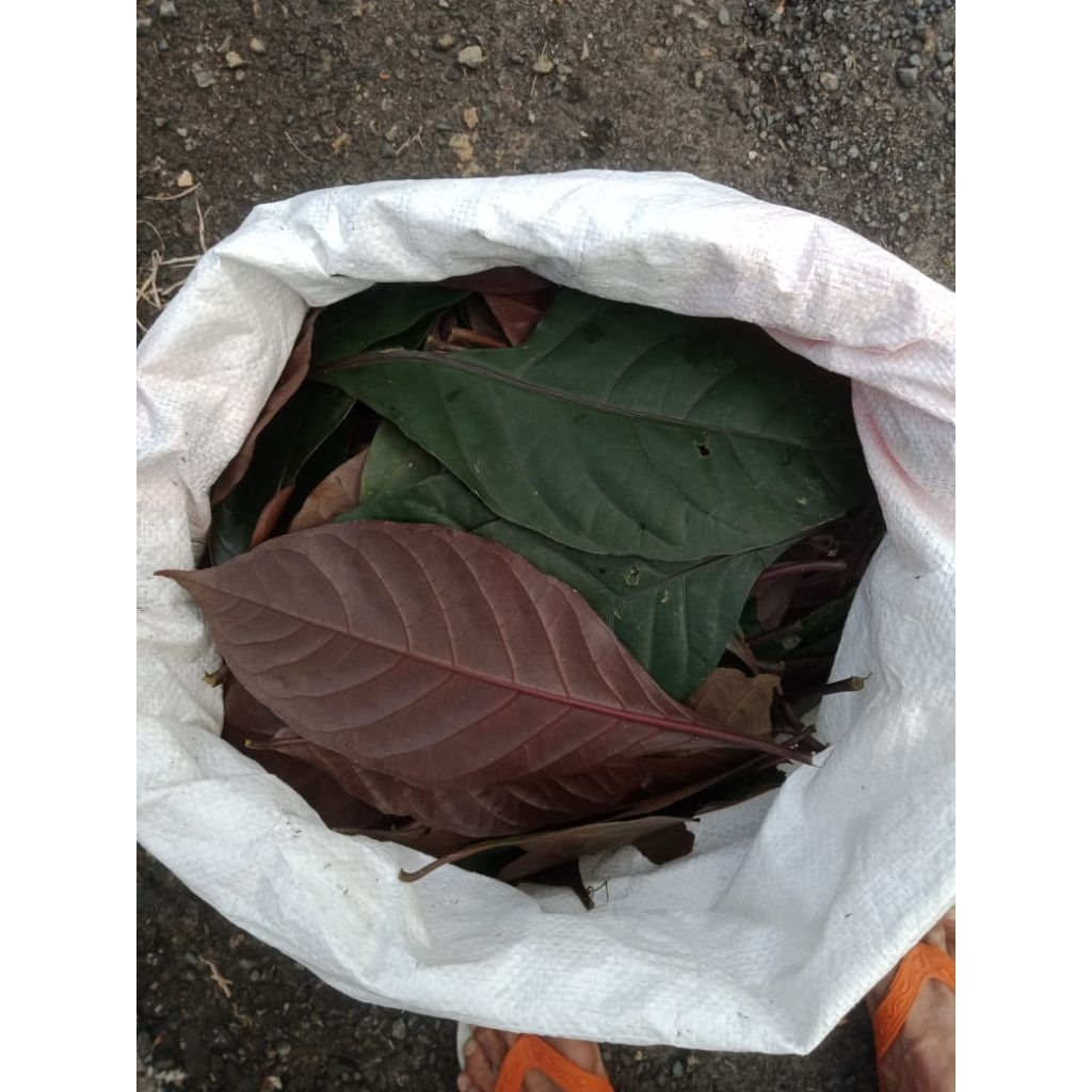 Jual Daun Ungu Handeuleum segar kemasan 50 lembar fresh (BD) di petik ...