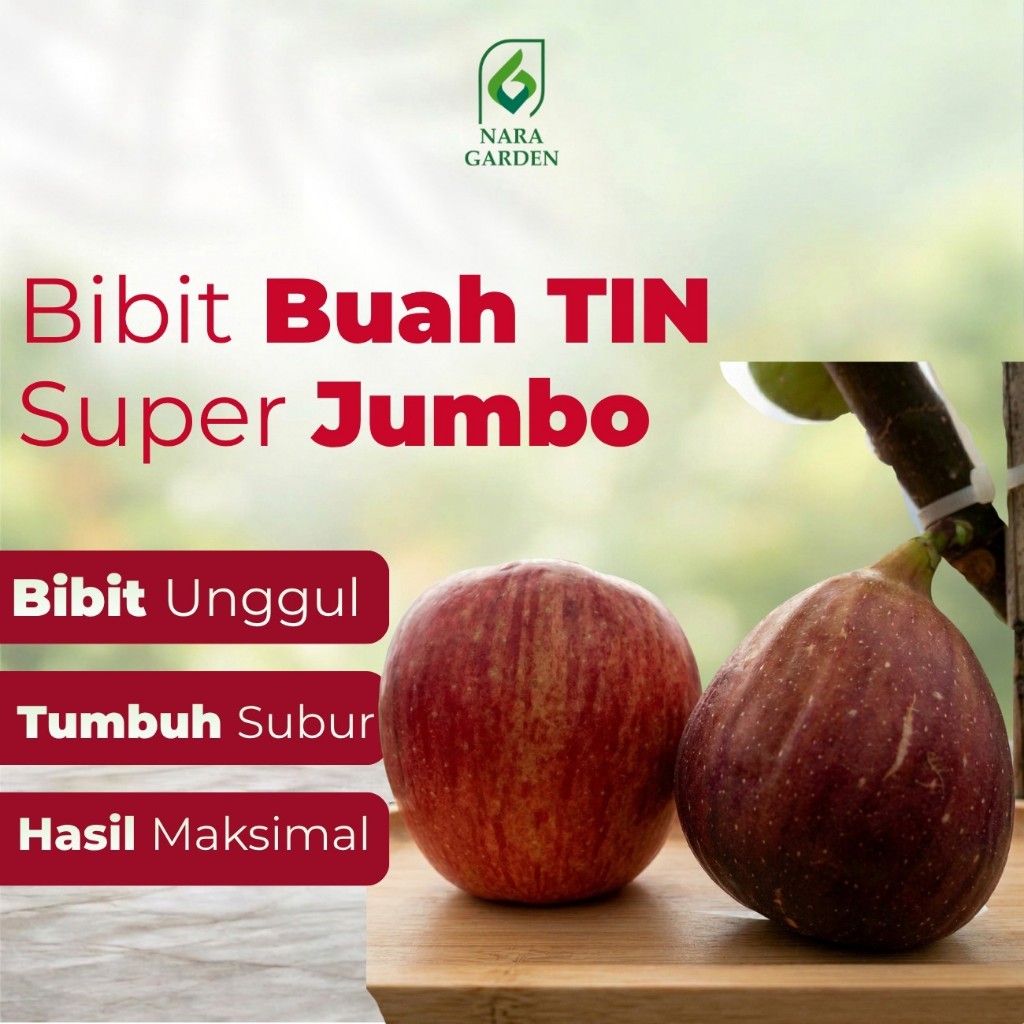 Nara Garden - bibit buah tin Super Jumbo SUJU