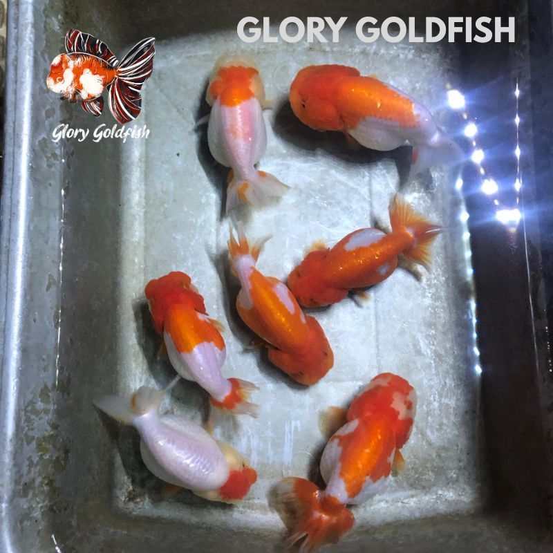 Jual Ikan Mas Koki Ranchu Rancu Buffalo Lionchu Lucu Imut HIGH QUALITY ...