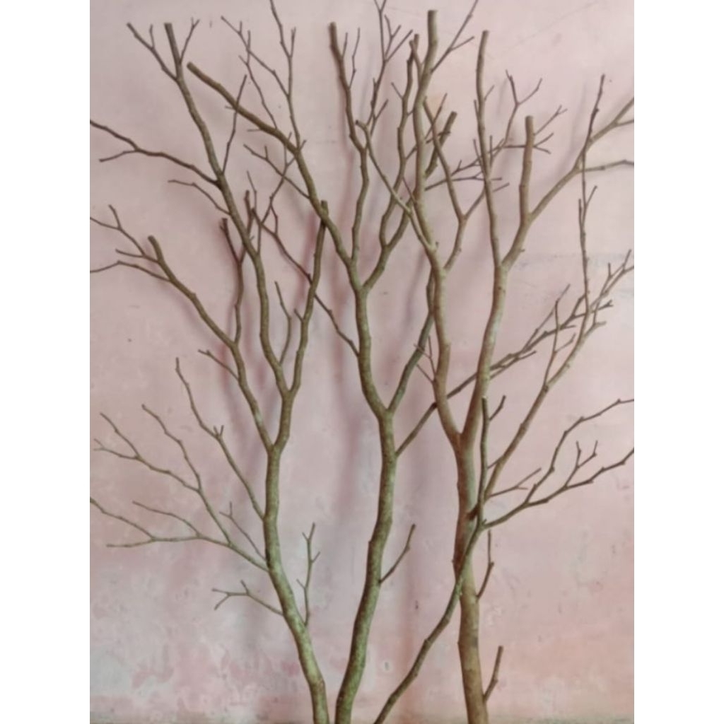 Jual Ranting kayu kering halus Original 1 Meter | Shopee Indonesia