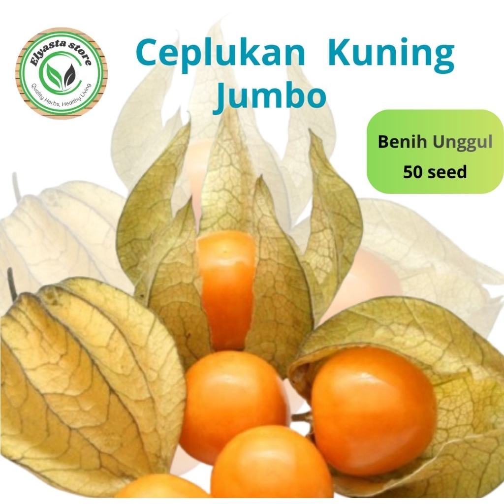Bibit Biji Benih tanaman buah Ceplukan Gosbery Kuning 50 butir