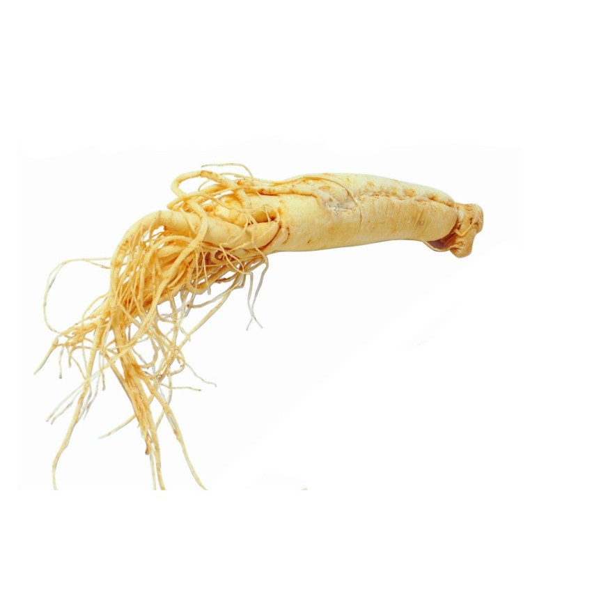 1 batang Akar Ginseng Utuh China Ren Shen Cina