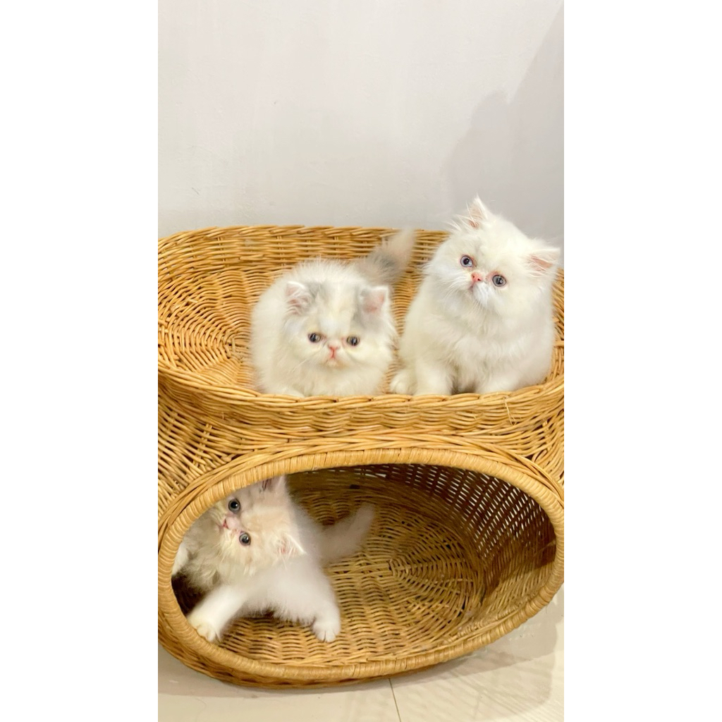 Jual Kucing Munchkin Terlengkap & Harga Terbaru Oktober 2026 | Shopee ...