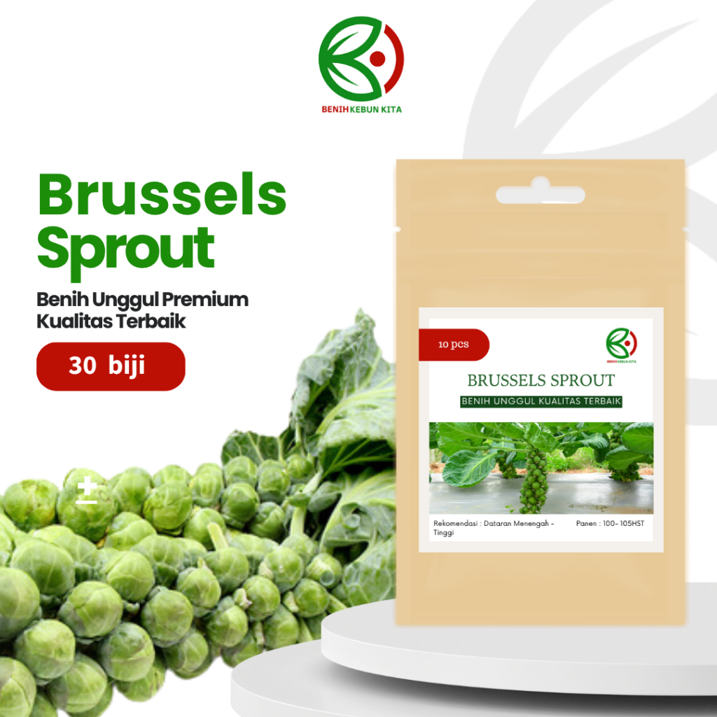 Biji Benih Sayuran Kol Mini Brussels Sprout
