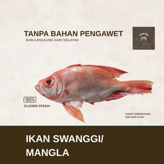 Jual Ikan Swanggi/Mangla Ikan Premium Ikan Segar Malang | Shopee Indonesia