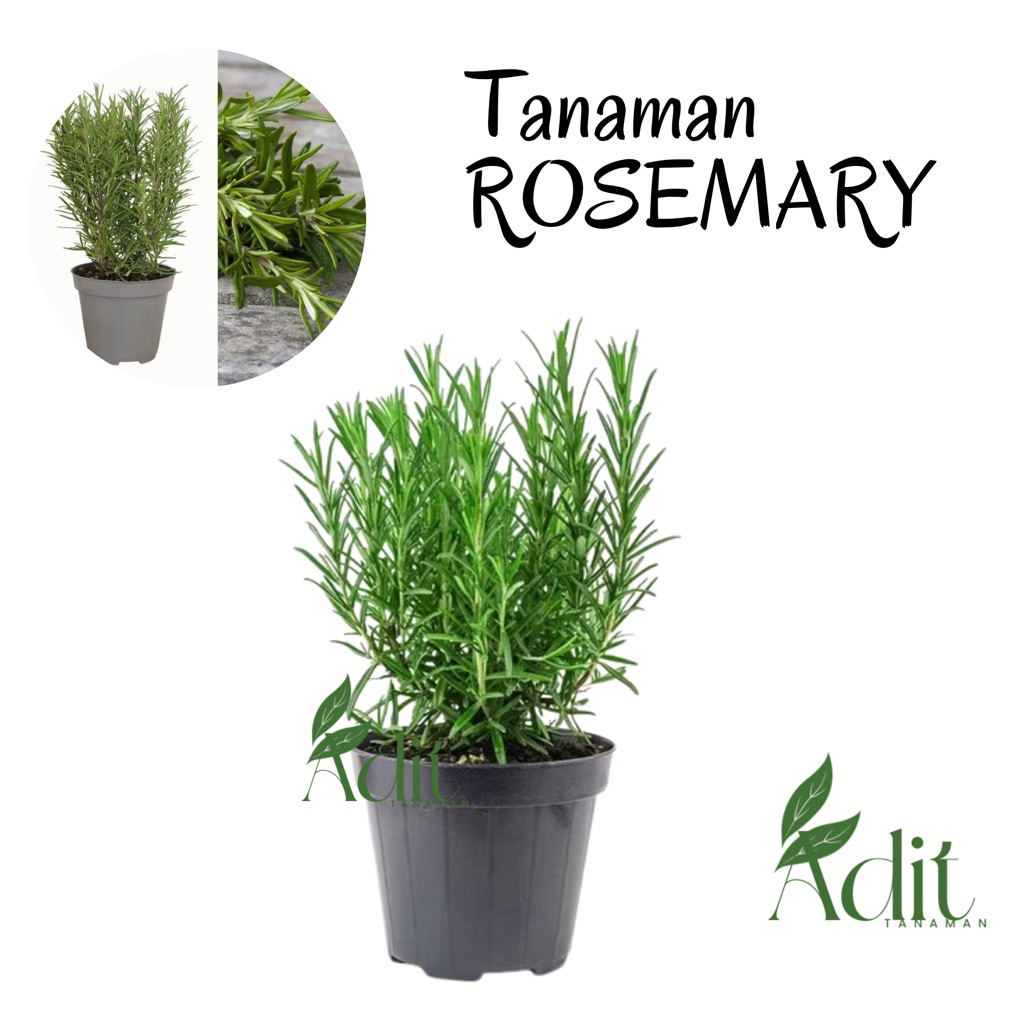 ( mp 3 ) Tanaman Rosemary Harum ROSMARY Tanaman Herbal Rosemari Wangi / Tanaman Hidup Rosmary Segar Bunga Hias Rosemari Tanaman Rosemary Bisa Untuk Bumbu Masak