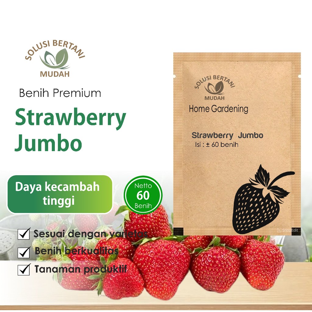 Bibit Buah Strawberry Jumbo Unggul