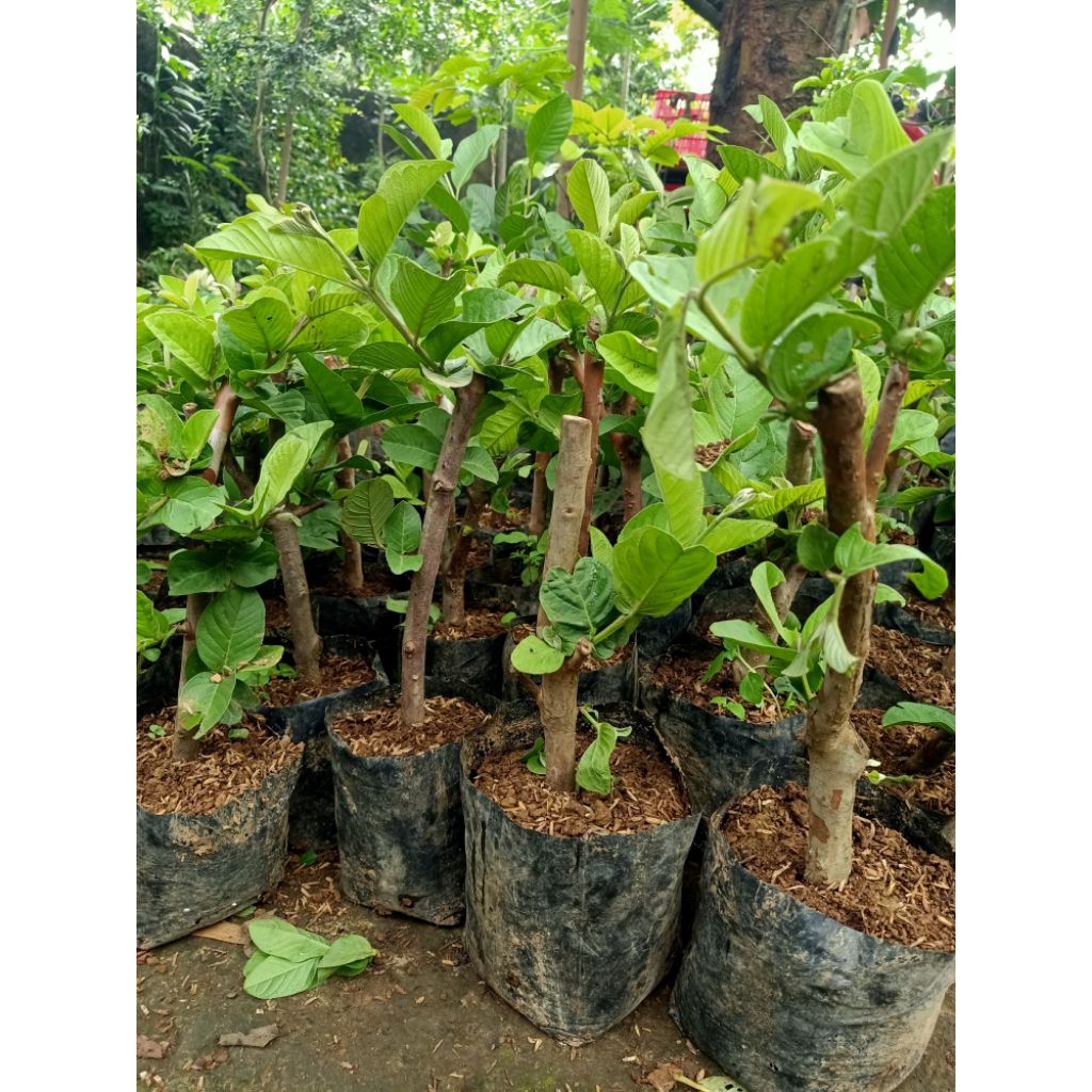 bibit pohon jambu kristal cangkok cepat berbuah