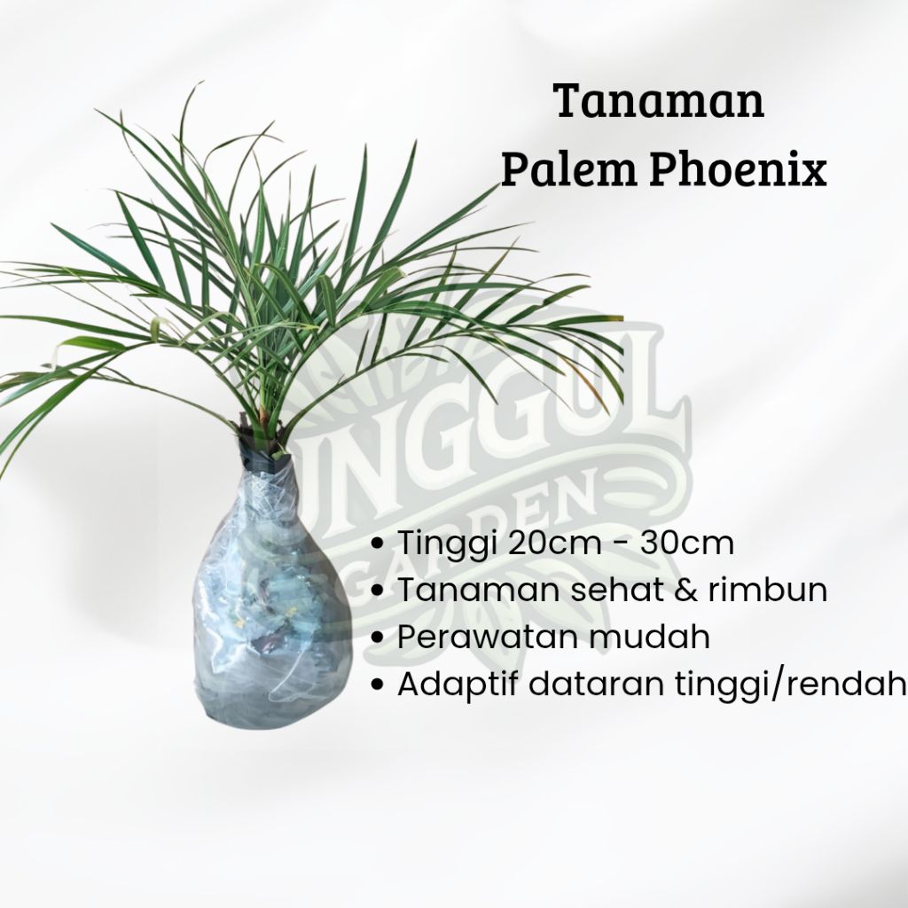 Tanaman Hias Palem Phoenix Bibit