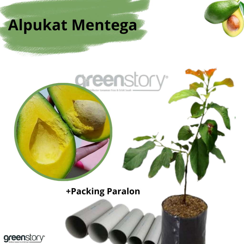 Bibit Alpukat Mentega Spesial Packing Paralon Bergaransi