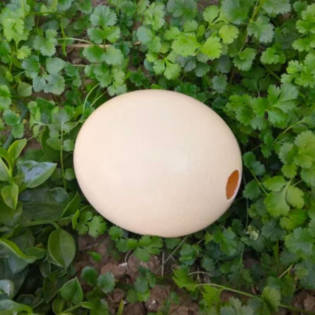 Jual Telur Burung Unta Terlengkap & Harga Terbaru Agustus 2026 | Shopee ...