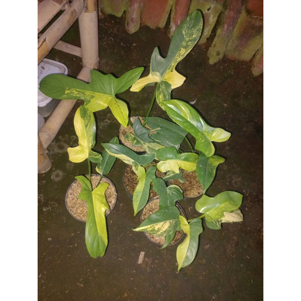 Jual Tanaman hias Philodendron Violin variegata / Bipennifolium Variegata |  Shopee Indonesia