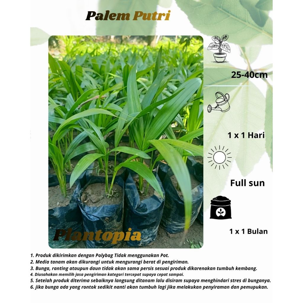 Jual Tanaman Hias Palem Putri - Bibit Tanaman Pohon Palem Putri Rumpun ...