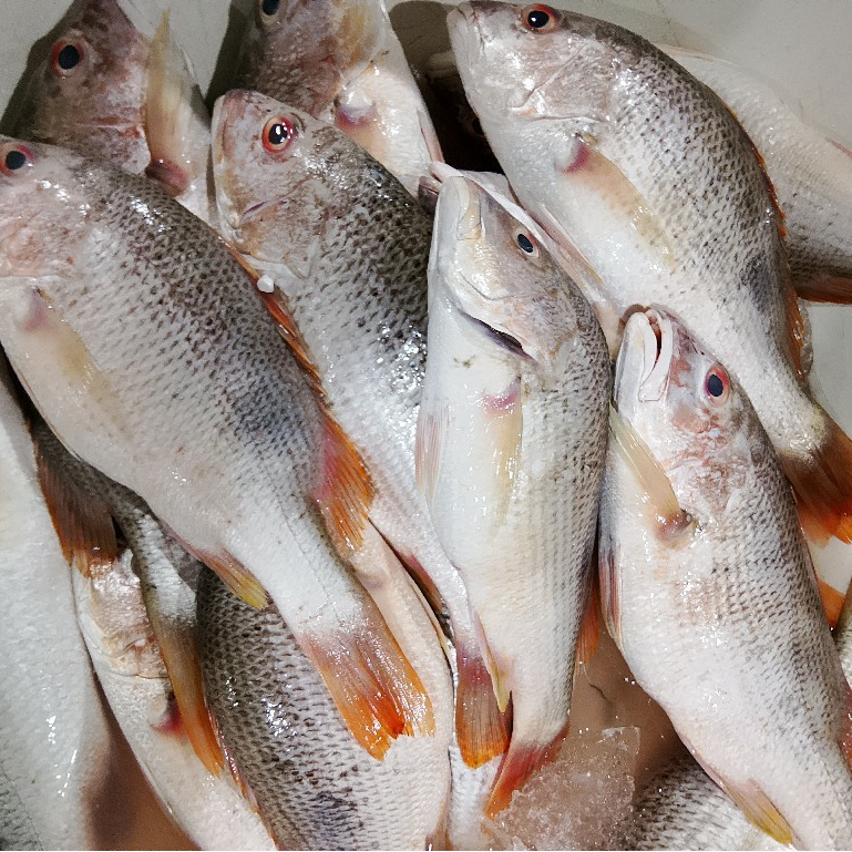 Jual Ikan Kakap Merah Segar / Ikan Kakap 1Kg / Ikan Kakap Segar / Ikan ...