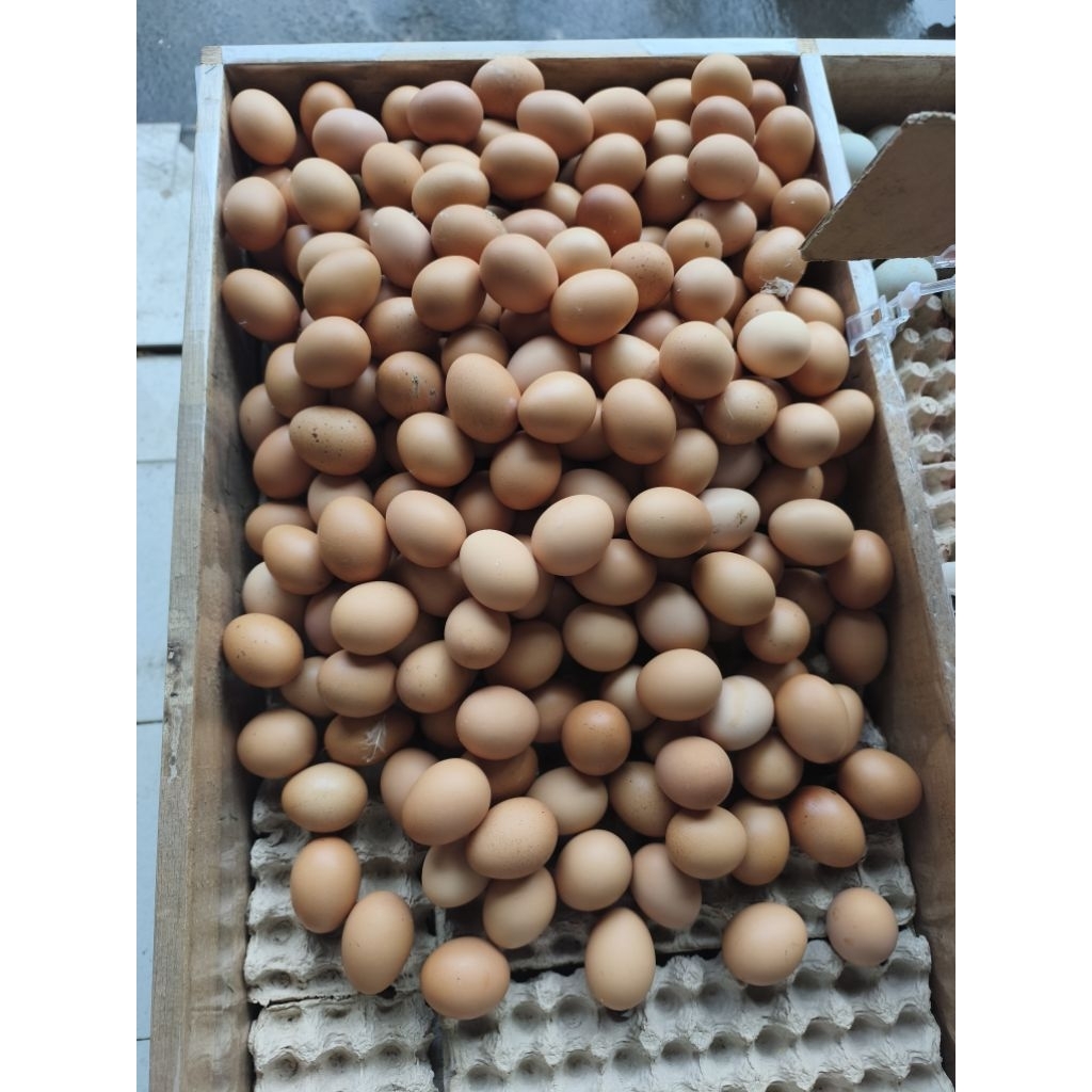 Jual Telur Ayam Ras Terlengkap & Harga Terbaru Juni 2026 | Shopee Indonesia