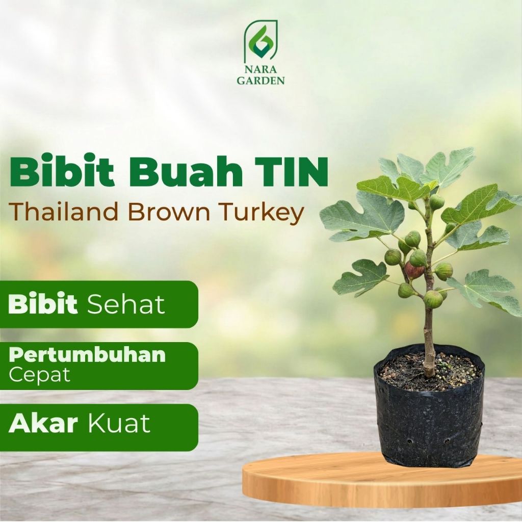 Bibit Buah Tin THAILAND BROWN TURKEY Fresh Cangkok (TBT)