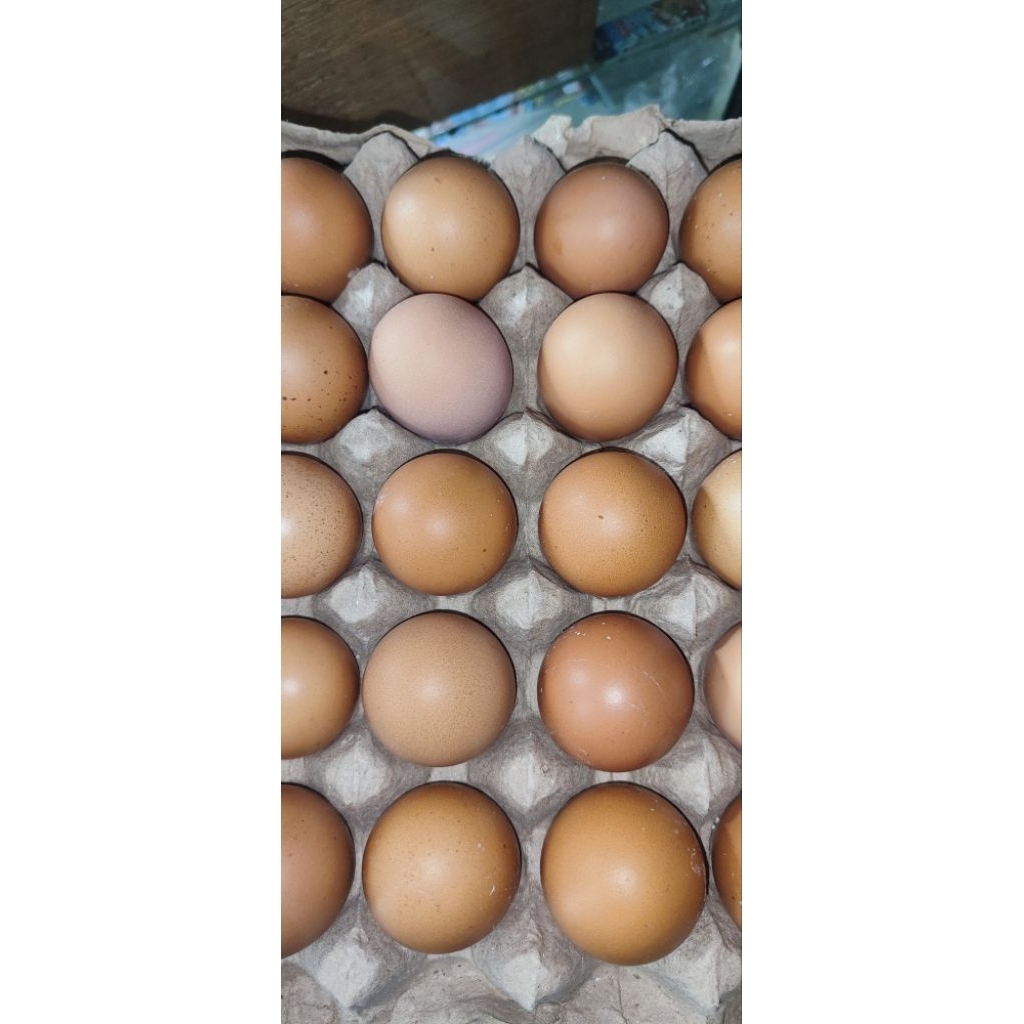 Jual telur ayam ras lokal, telur ayam fress, telur ayam 1 rak | Shopee ...
