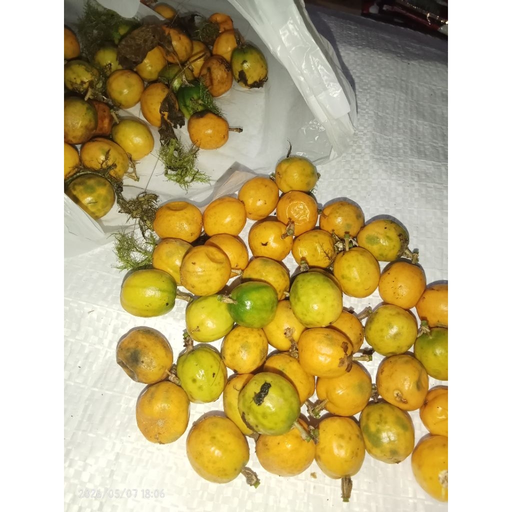 Jual buah permot/rambusa/markisa mini bisa di tanam langsung per pcs ...