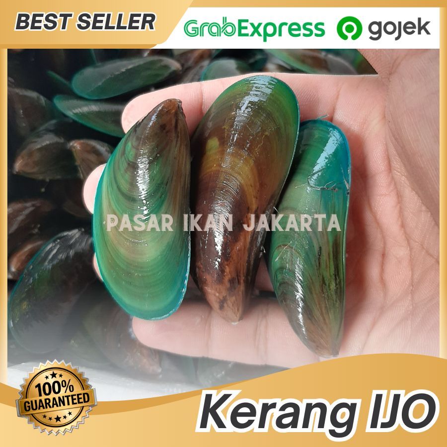 Jual Kerang ijo 1 kg / kerang hijau / kijing / kerang hijau segar ...