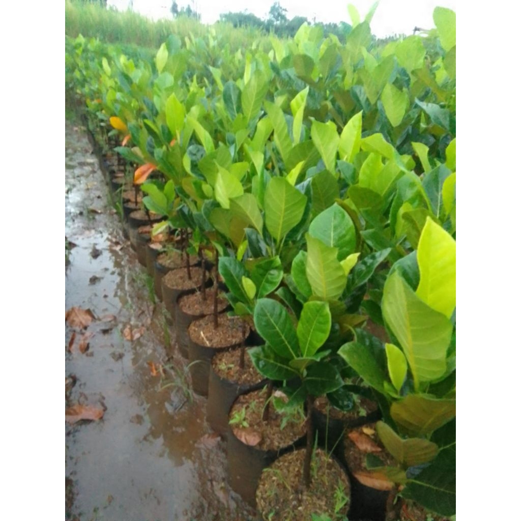 Bibit Nangka Madu Unggul Cepat Berbuah Asli Hasil Okulasi