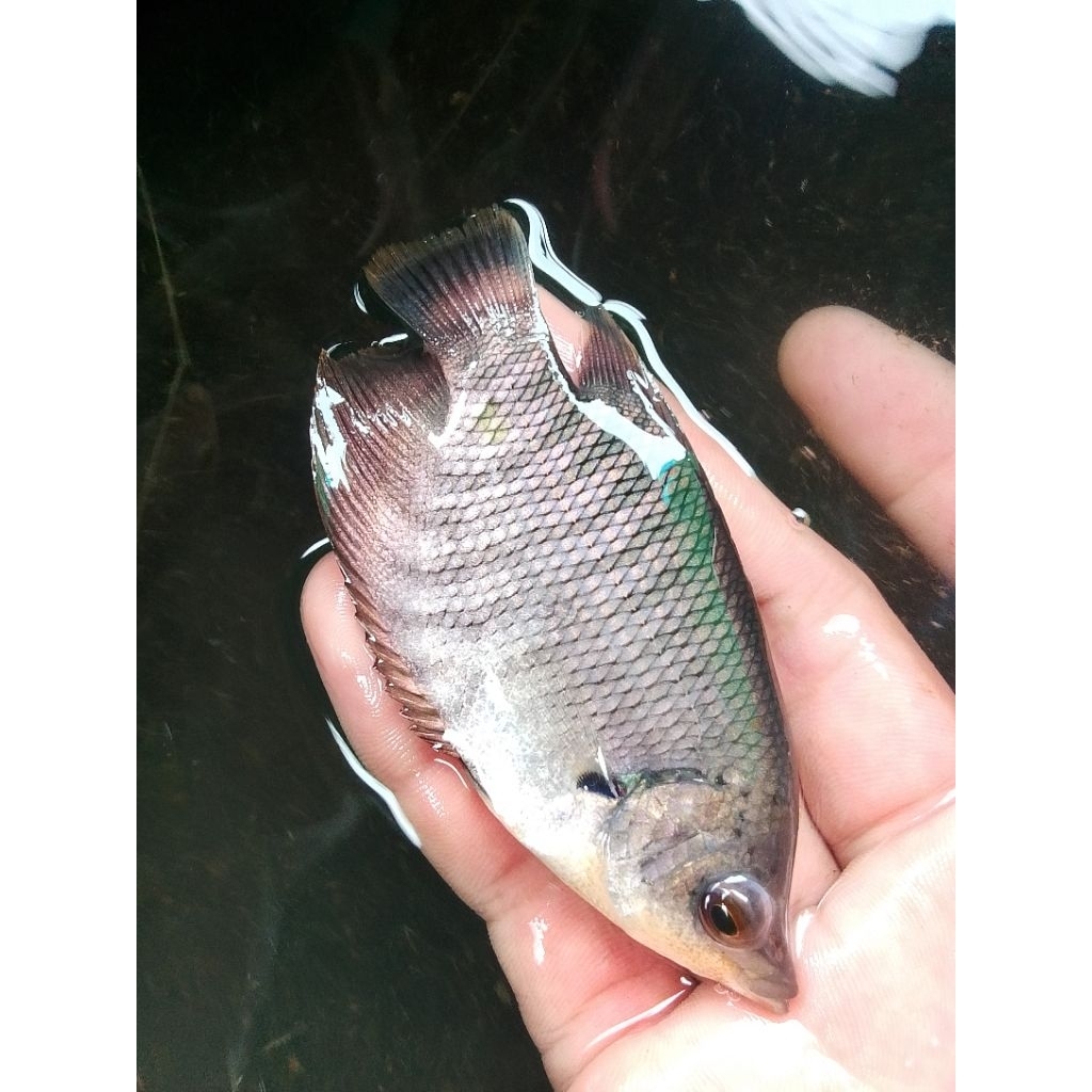 Jual Bibit Ikan Gurame Terlengkap & Harga Terbaru …