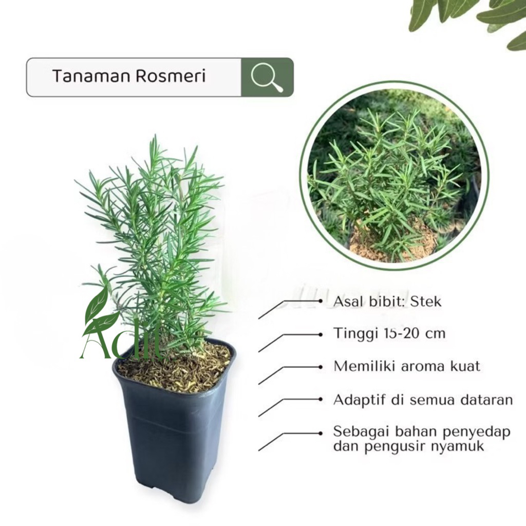 (mp 3 ) Tanaman hias Rosemary - Tanaman Rosemery tanaman penyedap masakan daun rosmary
