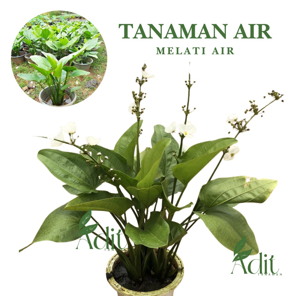 (JUMBO) TANAMAN HIAS AIR MELATI AIR JUMBO  tanaman hias melati air