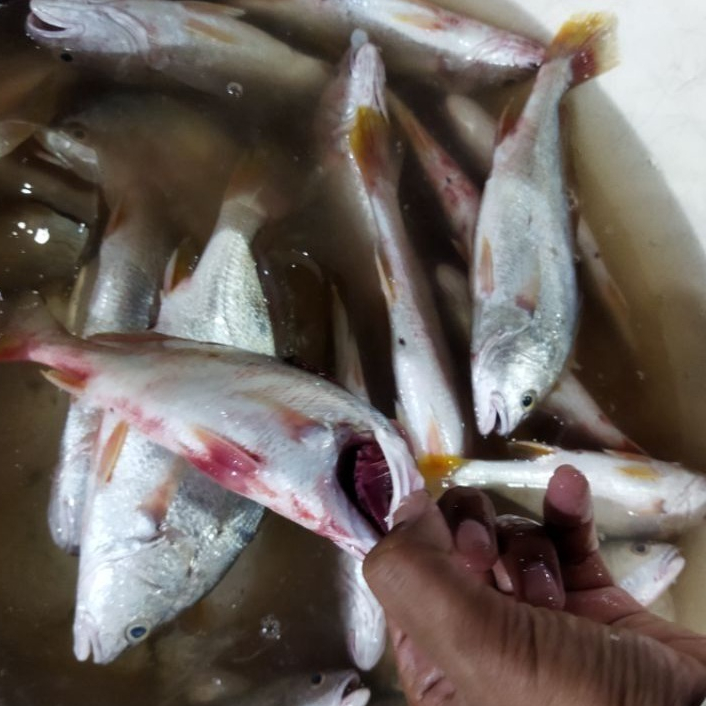 Jual Ikan Samge Segar Fresh 1Kg / Hasil Laut Harian BERGARANSI | Shopee ...