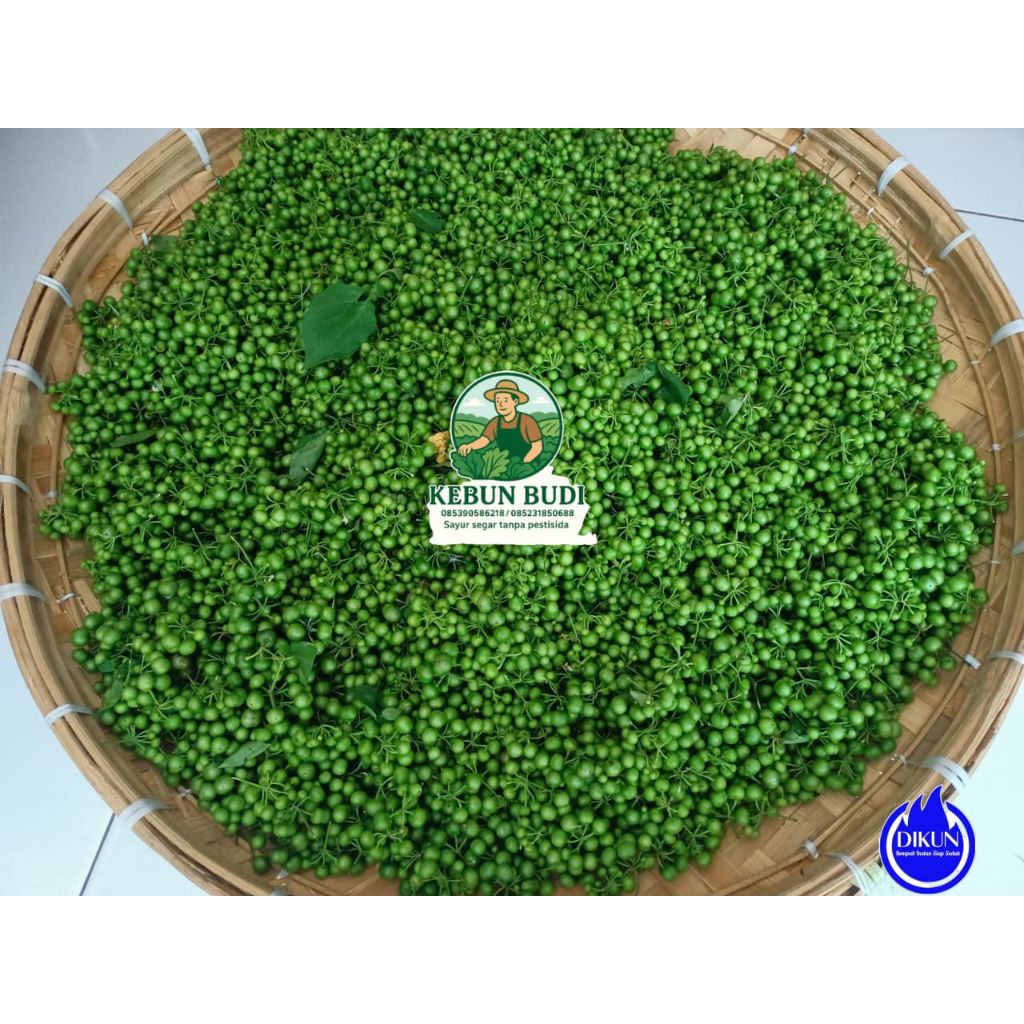 Jual Leunca / Lencak / Ranti muda segar Kebun Budi, pack 250gr , Bebas ...