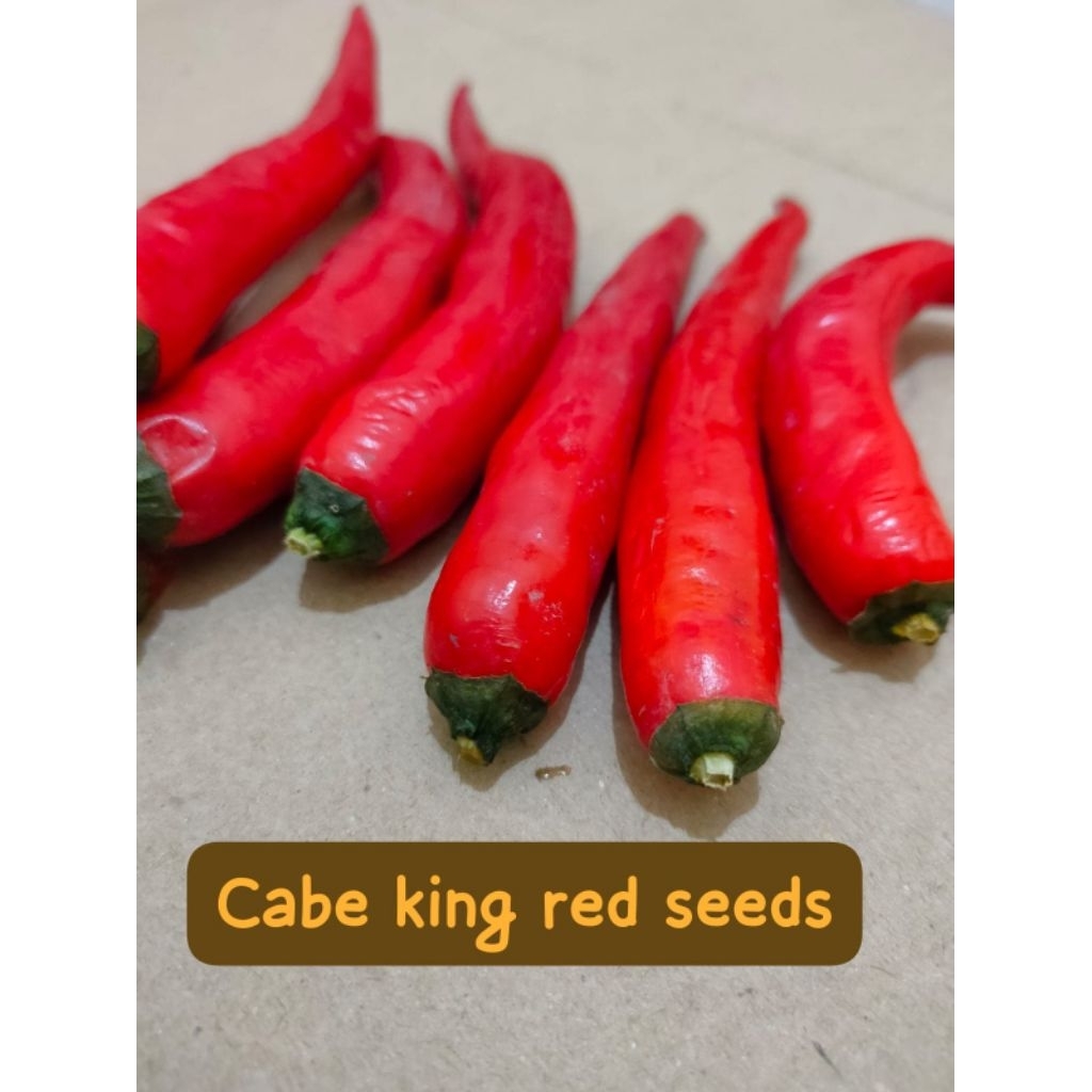 Jual benih biji cabe king red benih biji cabe merah besar cabe merah ...