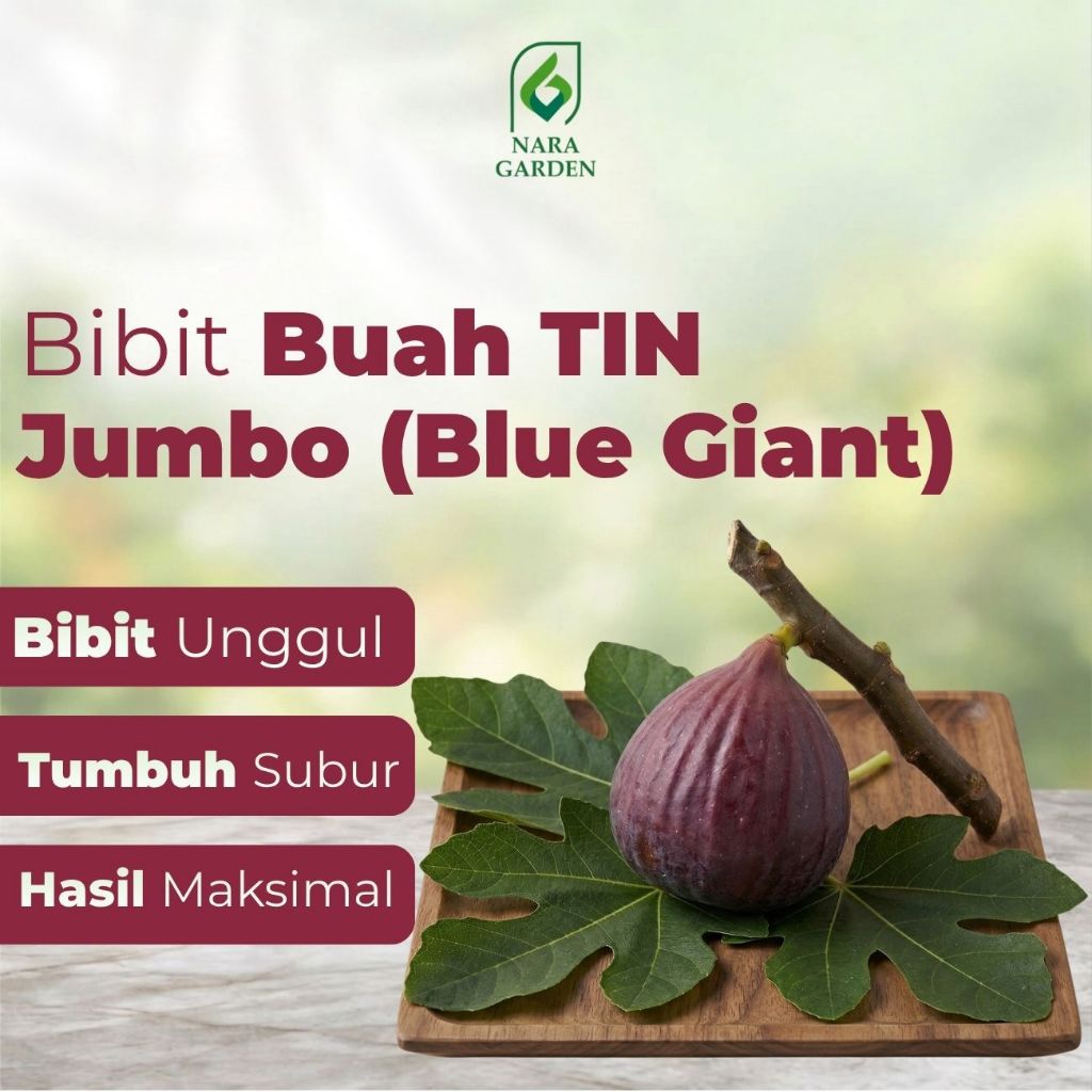 Bibit buah tin Jumbo jenis Blue Giant