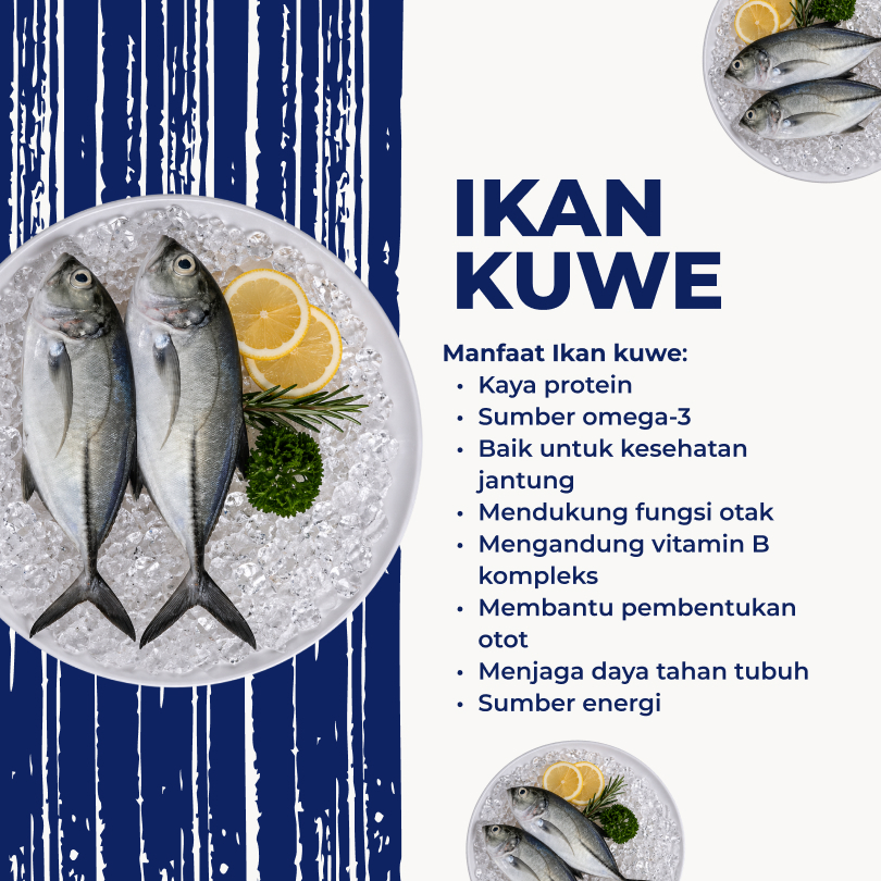 Jual Ikan Kuwe Terlengkap & Harga Terbaru Agustus 2026 | Shopee Indonesia