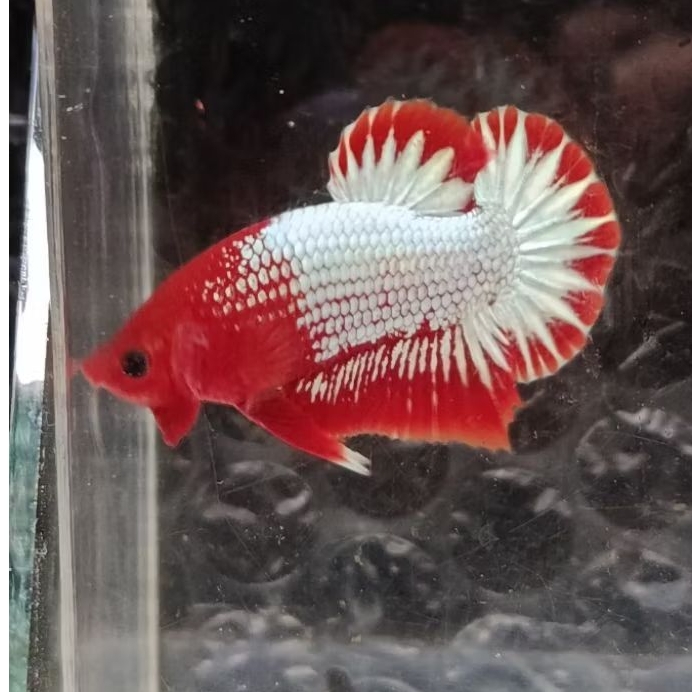 Jual Red FCCP | Shopee Indonesia