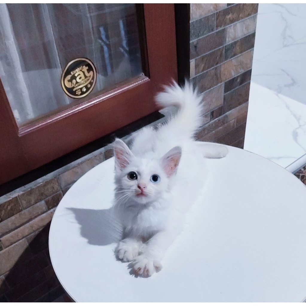 Jual Kucing Odd Eye Terlengkap & Harga Terbaru Juli 2026 | Shopee Indonesia