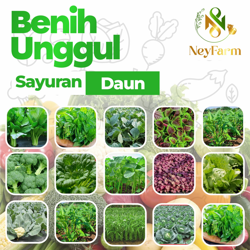 Benih Sayuran Daun Benih Sayur Daun Berkualitas Repack Premium