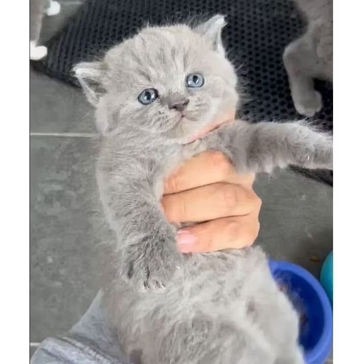 Jual GRATIS ONGKIR Kucing Kitten BSH Blue British Short Hair Silver ...