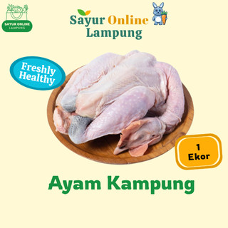 Ayam kampung 1 Ekor - Fres
