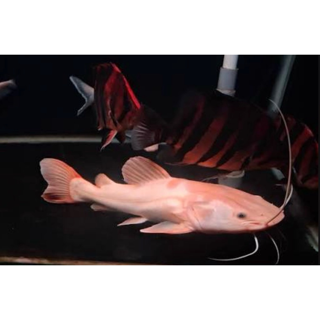 Jual harga ikan rtc Harga Terbaik & Termurah Juni 2026 | Shopee Indonesia
