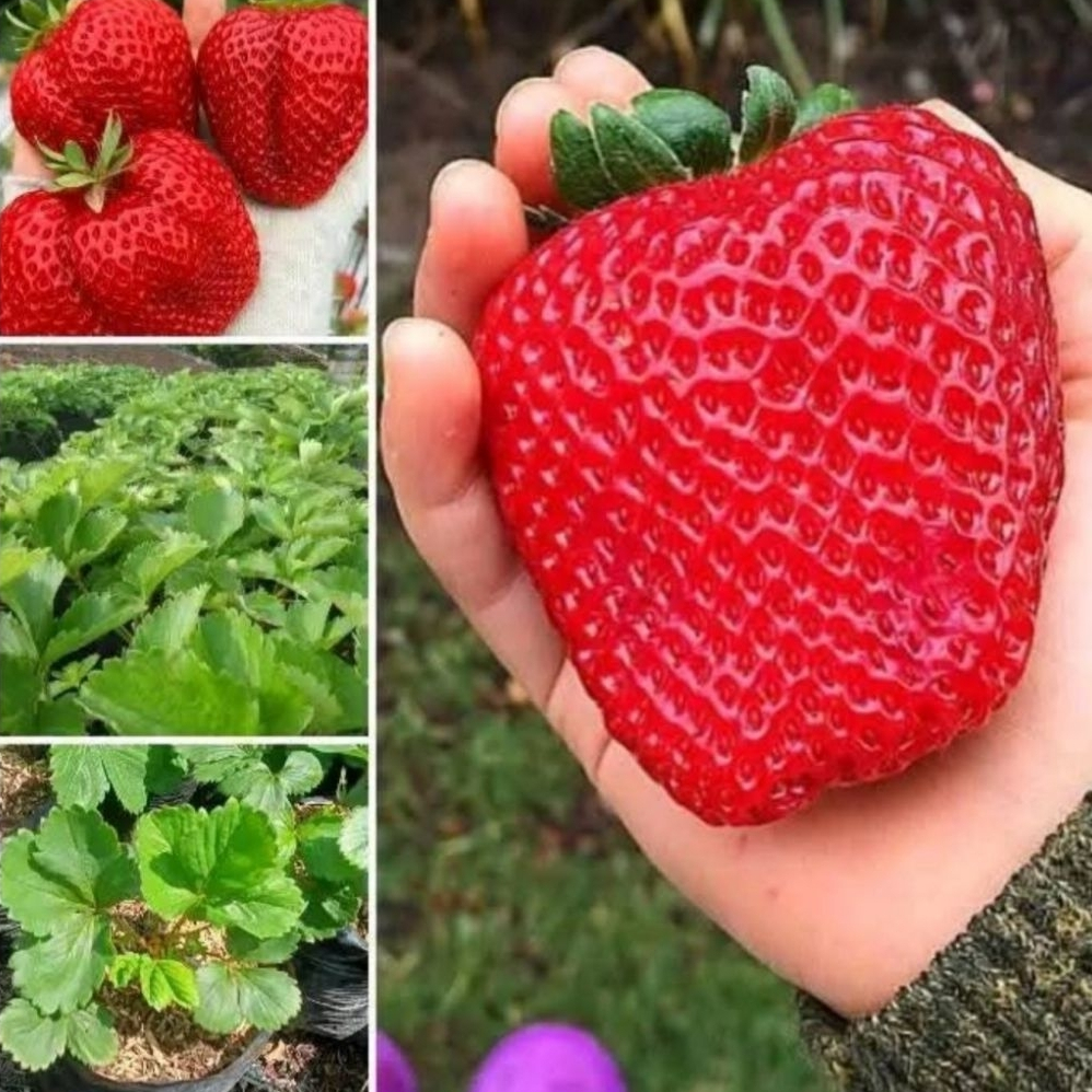 Bibit Strawberry Jumbo California Sukabumi Tanaman Mudah Tumbuh Subur Segar