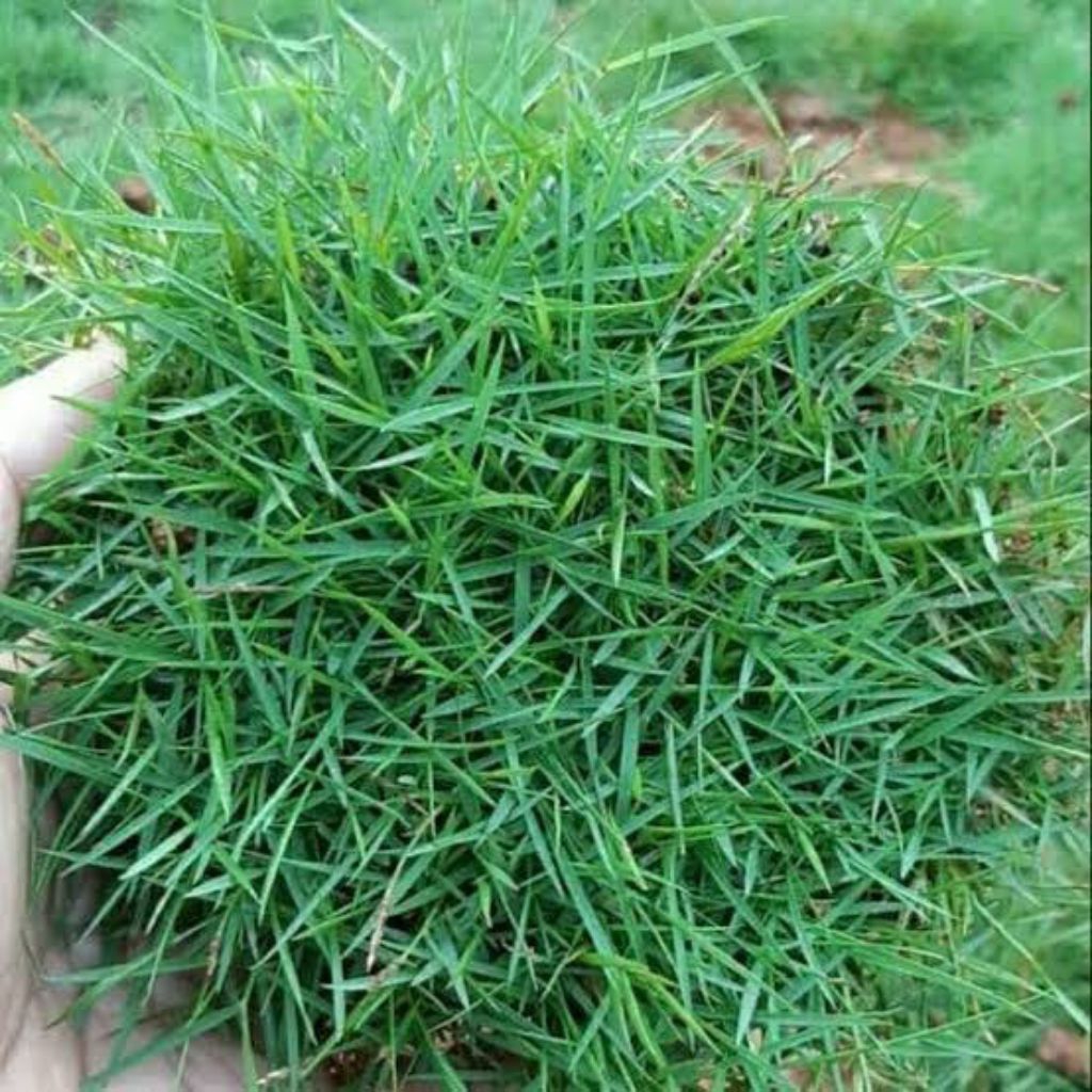 Jual GERAI SUBUR - Rumput Jepang Hidup 20 x 20 Cm per paket 1 lembar ...