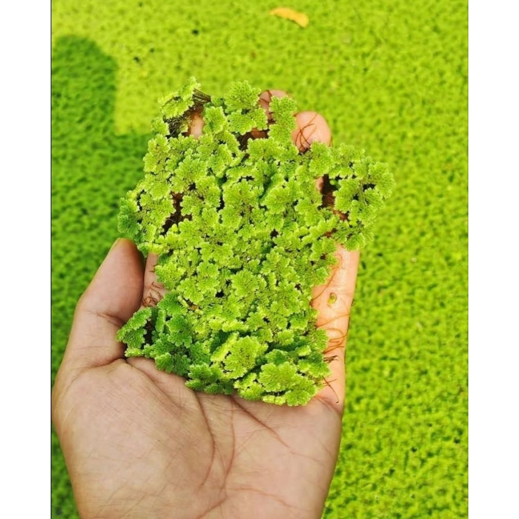 Jual AZOLLA 1 KG BERGARANSI | Shopee Indonesia