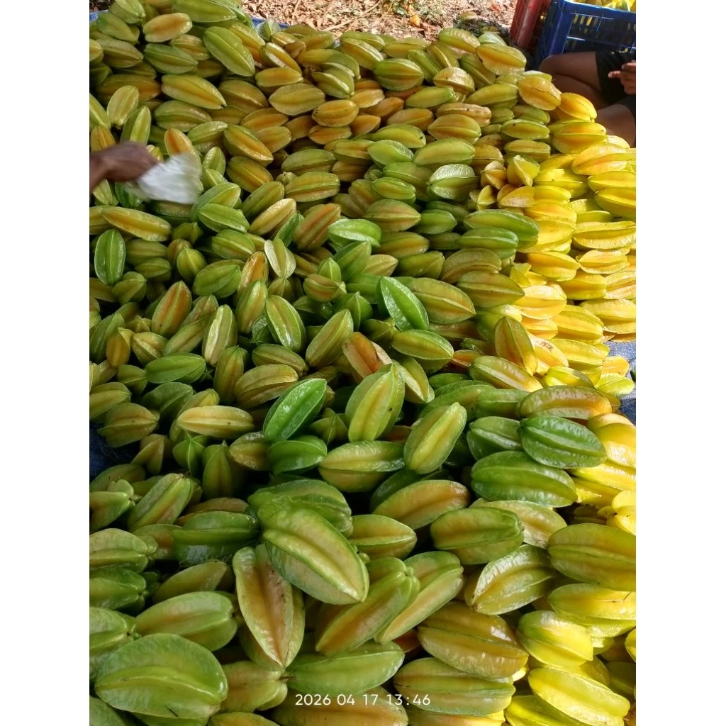 Jual Belimbing Blitar