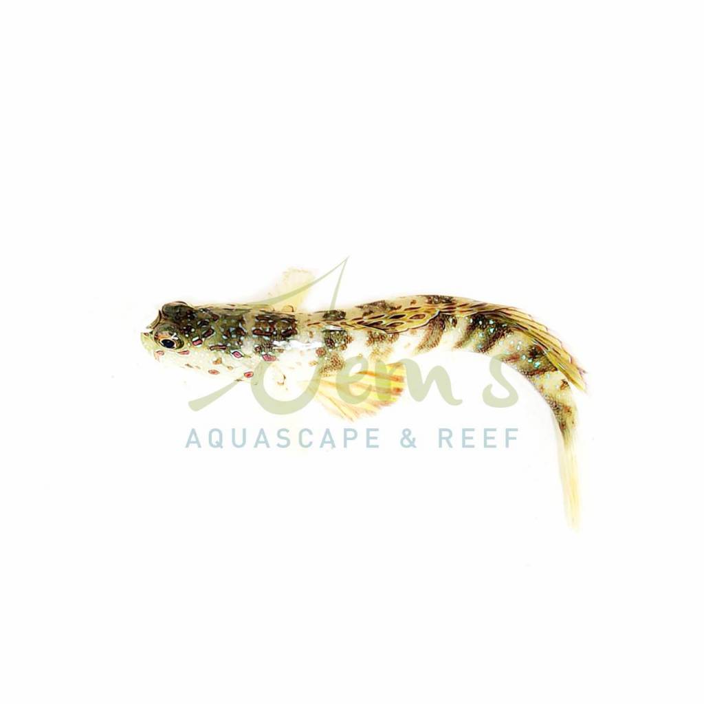 Jual Ikan Air Laut Gobi / Jabing kapalan (Pink Spotted Watchman Goby ...