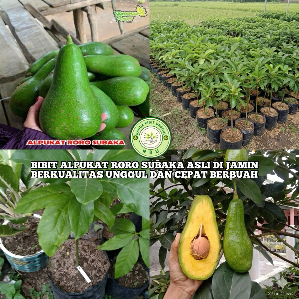 Jual BIBIT ALPUKAT RORO SUBAKA ASLI BERKUALITAS SIAP TANAM DAN CEPAT ...